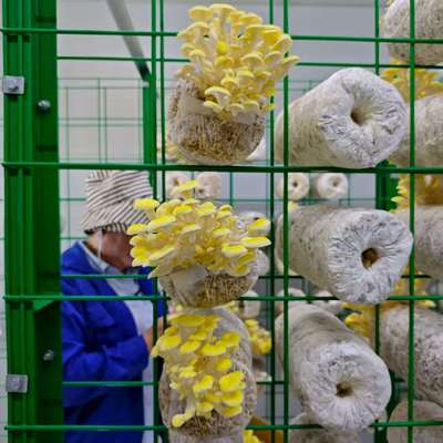 คุณภาพ  Commercial Mushroom Farming Made Easy With Mushroom Container โรงงาน