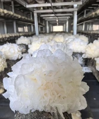 คุณภาพ  5000-Capacity Mushroom Container Farm with Climate Control โรงงาน