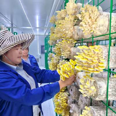 ถังเห็ดยี่ห้อที่ยั่งยืน สําหรับการทําเกษตรในชนบทและเมือง