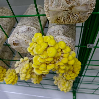 ปรับอุณหภูมิความชื้นอย่างแม่นยํา การปรับอากาศ การส่องแสง