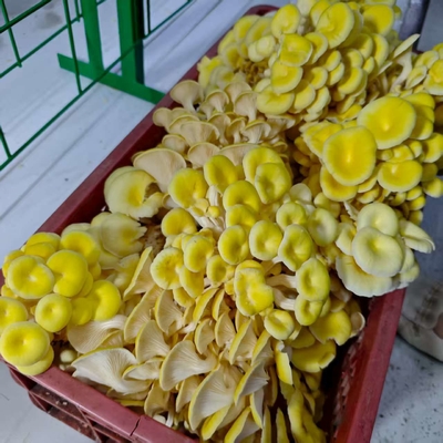 ปรับอุณหภูมิความชื้นอย่างแม่นยํา การปรับอากาศ การส่องแสง