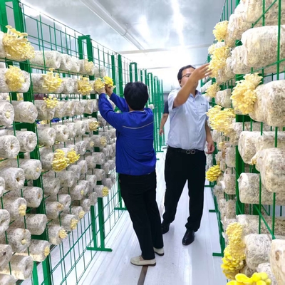 สารเก็บปลูกเห็ดควบคุมสิ่งแวดล้อมอย่างแม่นยํา